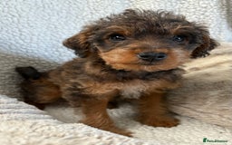 Mixed Breed dogs for sale: Patterdale cross - Image 20
