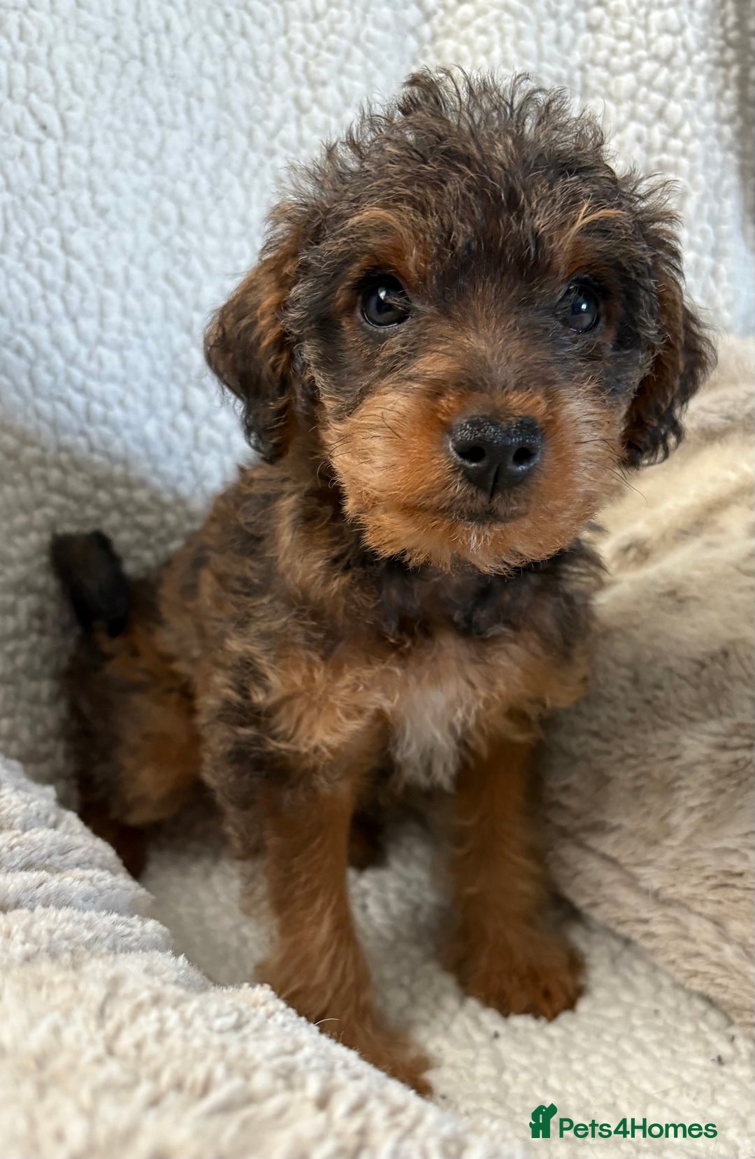 Mixed Breed dogs for sale: Patterdale cross - Image 20