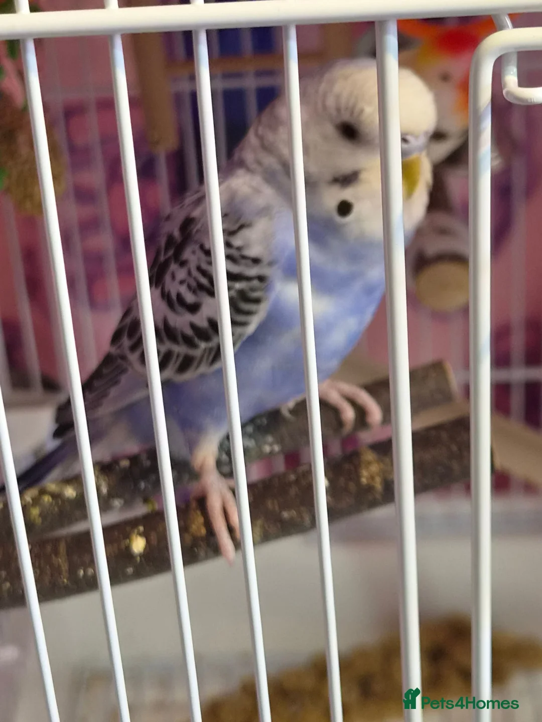 Budgerigars birds for sale: Budgies in Dorchester - Advert 1