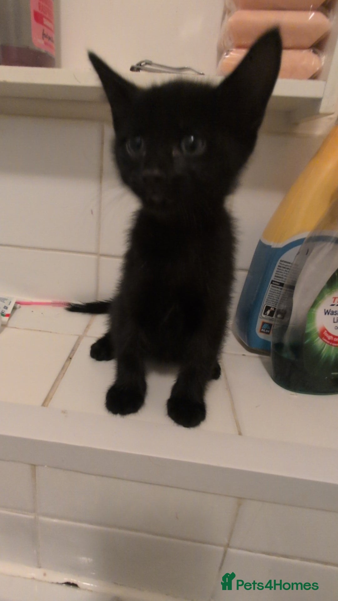 Bombay cats for sale: Male Kitten for sale - Image 2