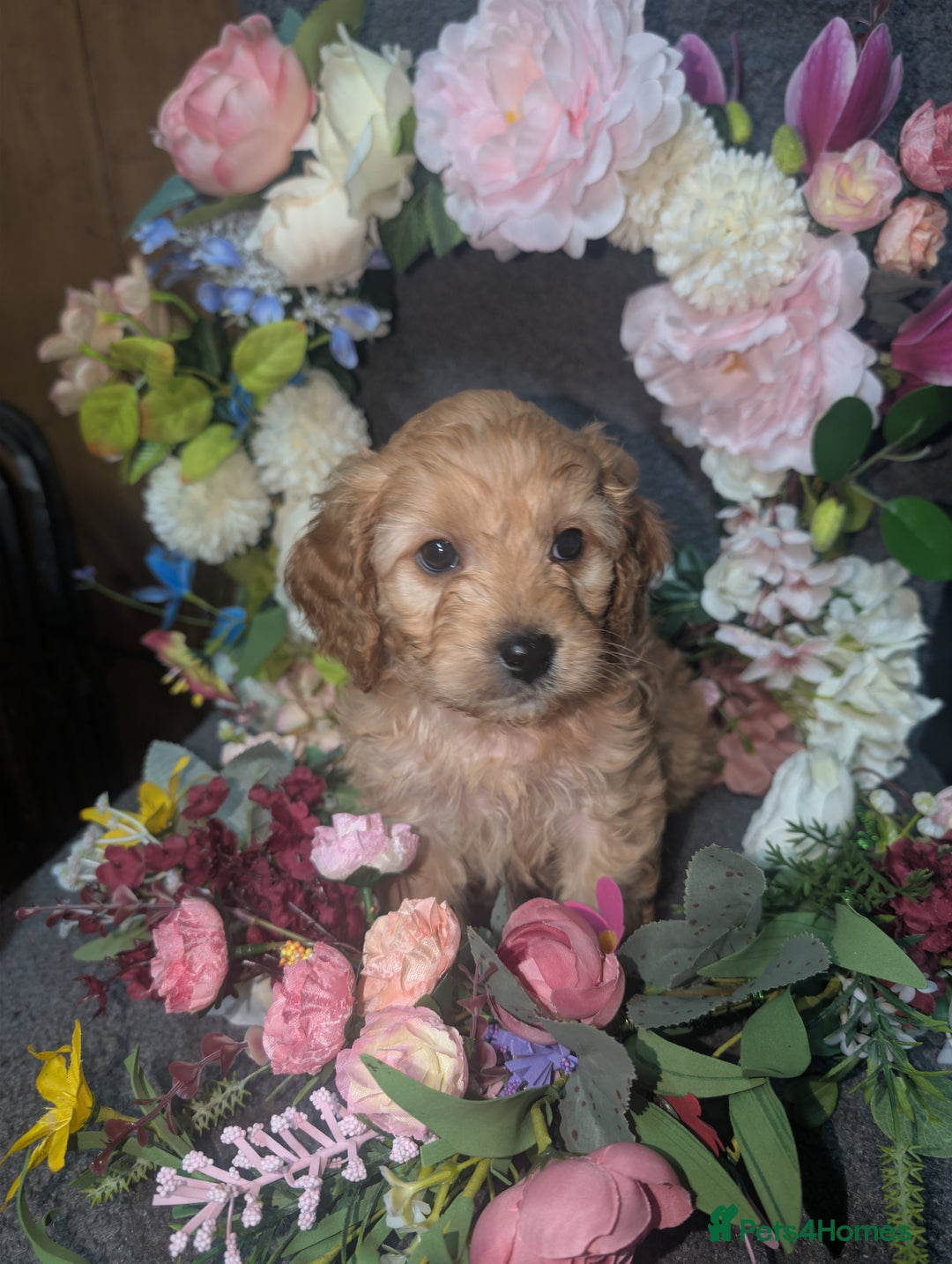 Cavapoo dogs for sale: Cavapoo F1  - Advert 8