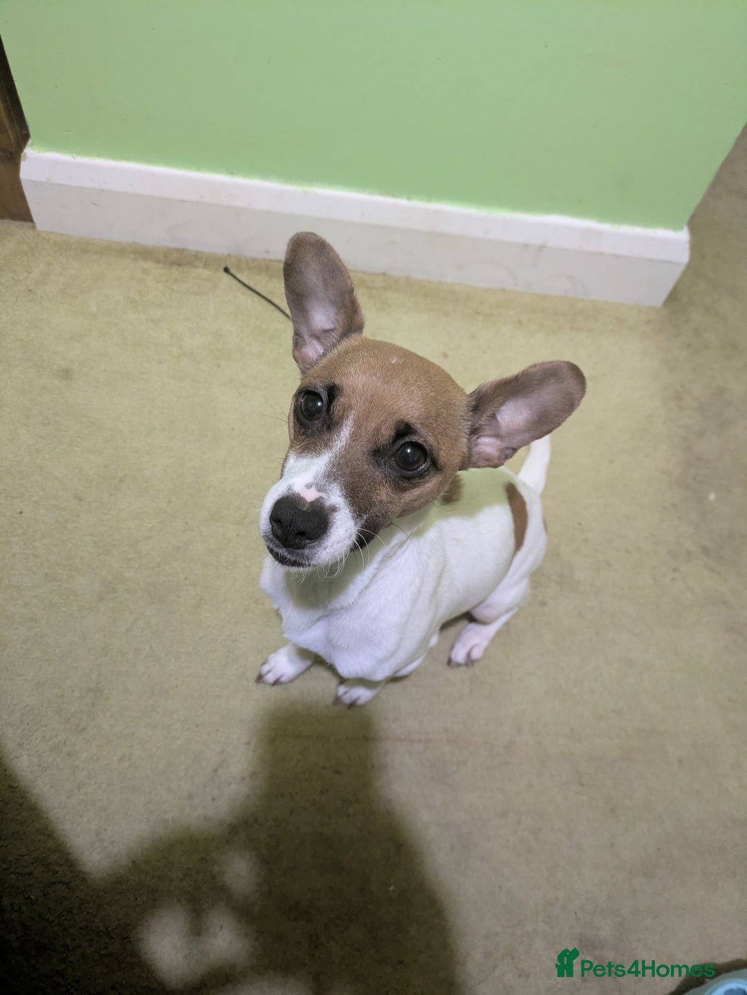 Mixed Breed dogs for sale: Janiel puppies  - Advert 2