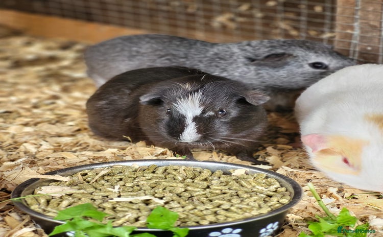 Guinea Pig rodents - Advert 2