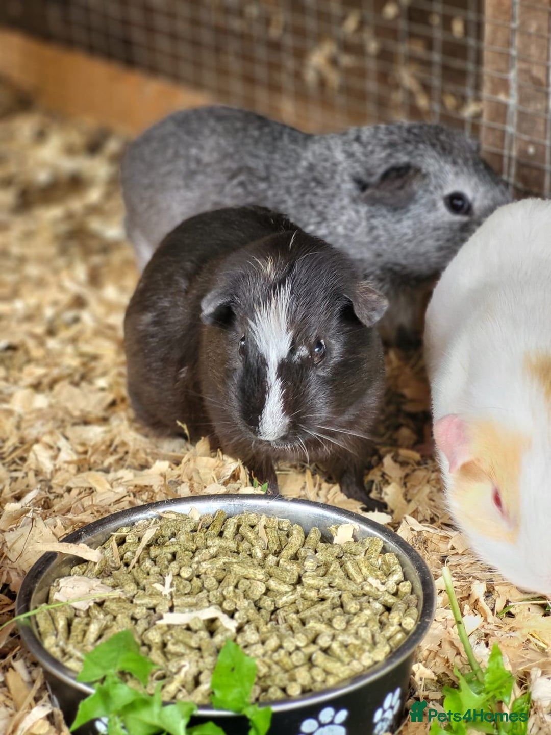 Guinea Pig rodents for sale: 4 Month Old Male Guinea Pigs - Image 1