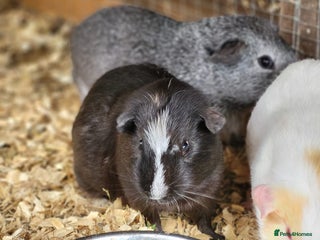 Guinea Pig rodents - Advert 3