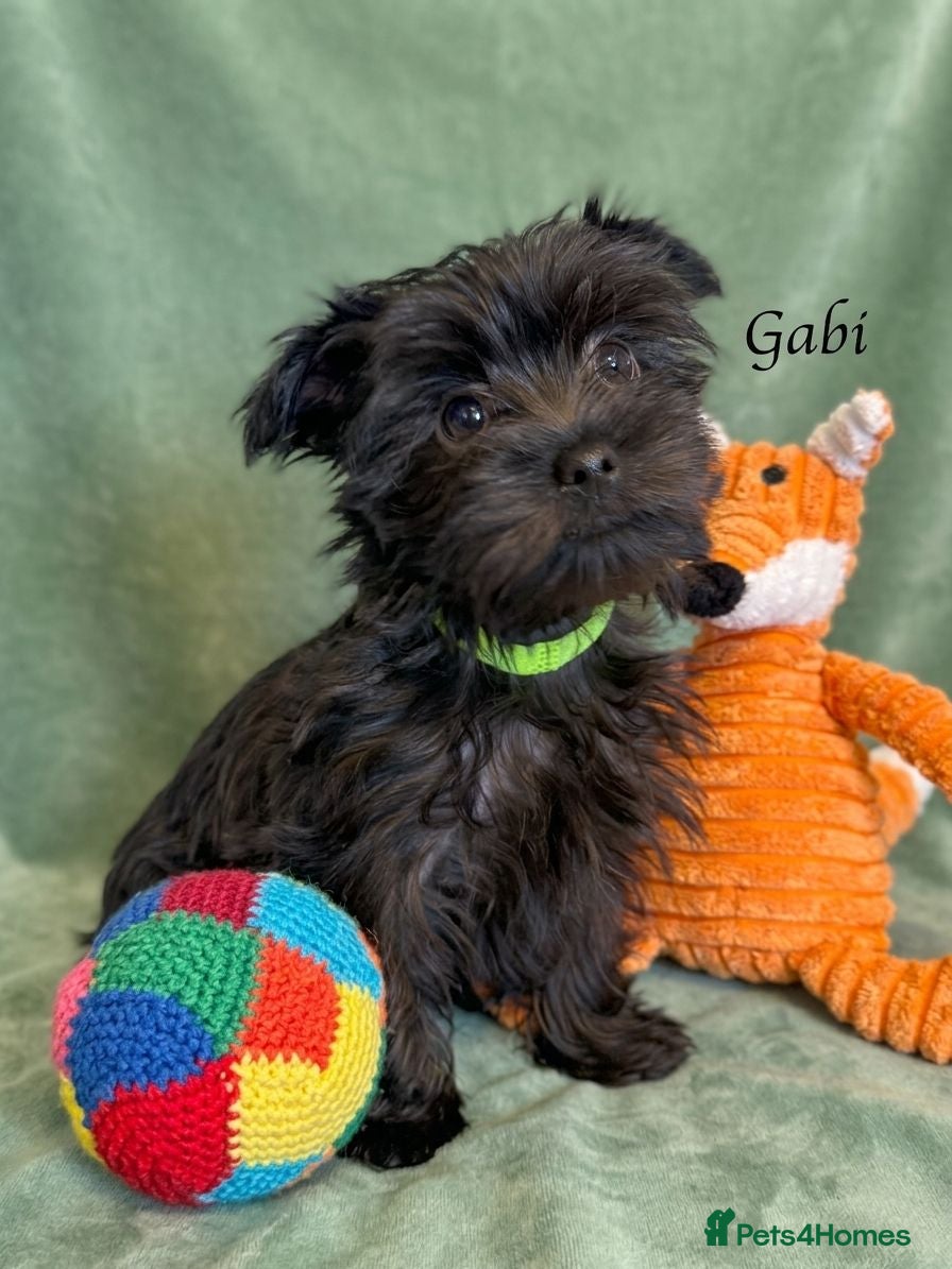 Yorkshire Terrier dogs Girl with chocolate gen Yorkshire Terrier-reserved - Advert 8