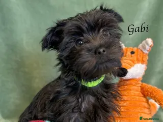 Yorkshire Terrier dogs Girl with chocolate gen Yorkshire Terrier-reserved - Advert 8