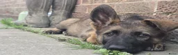 German Shepherd dogs for sale: Ready to leave KC German shepherd - Advert 4