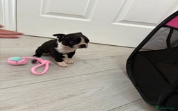 Boston Terrier dogs for sale:  🩷OUR LAST GORGEOUS K.C. BOSTON TERRIER PUPPIES - Image 28