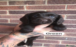 Sprocker dogs for sale: F1 Sprocker Puppies - Image 1