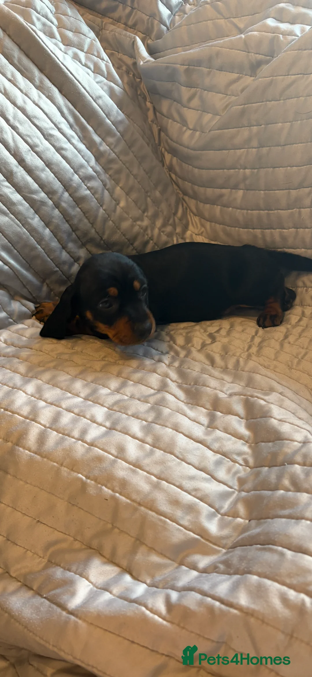 Dachshund dogs for sale: Standard Dachshund puppies for sale  - Advert 12