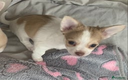 Chihuahua dogs for sale: Apple head boy Chihuahua  - Image 1