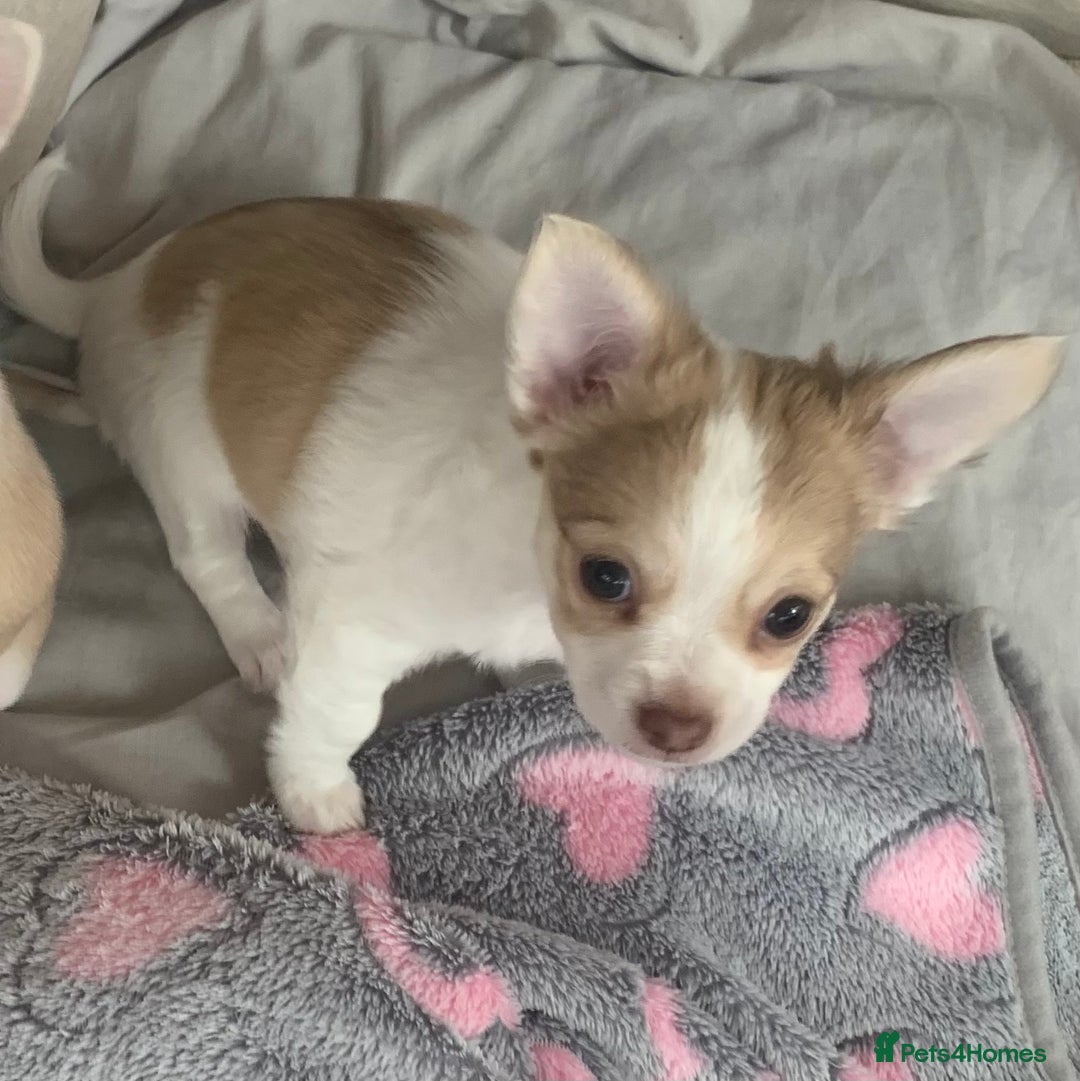 Chihuahua dogs for sale: Apple head boy Chihuahua  - Image 1