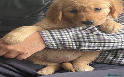 Golden Retriever dogs for sale: 🐾 Golden Retriever Puppies – Ready Now! 🐾 - Image 17