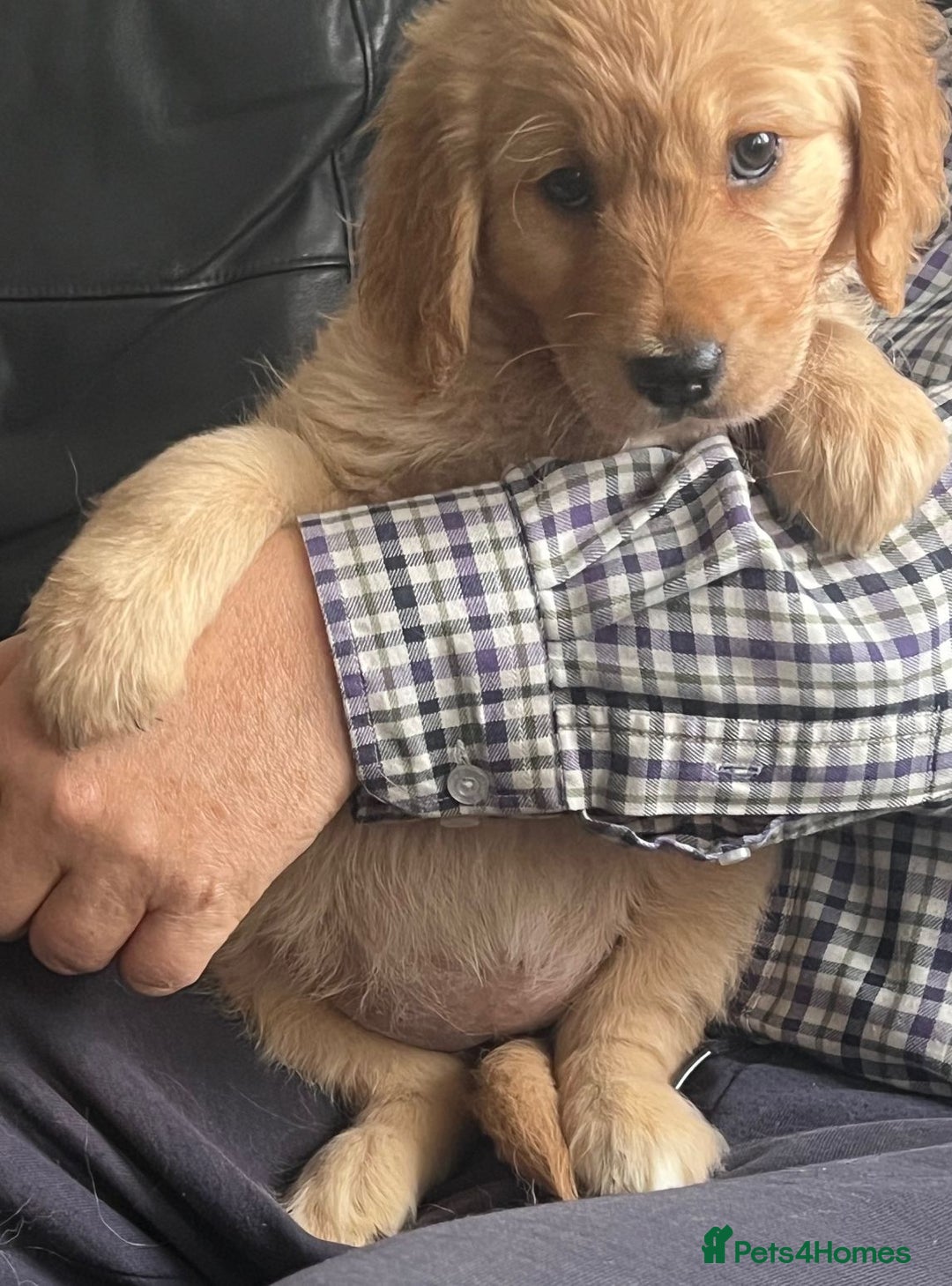 Golden Retriever dogs for sale: 🐾 Golden Retriever Puppies – Ready Now! 🐾 - Image 17