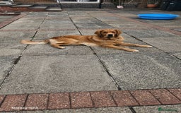 Golden Retriever dogs for stud: 2 dog for stud - Image 4
