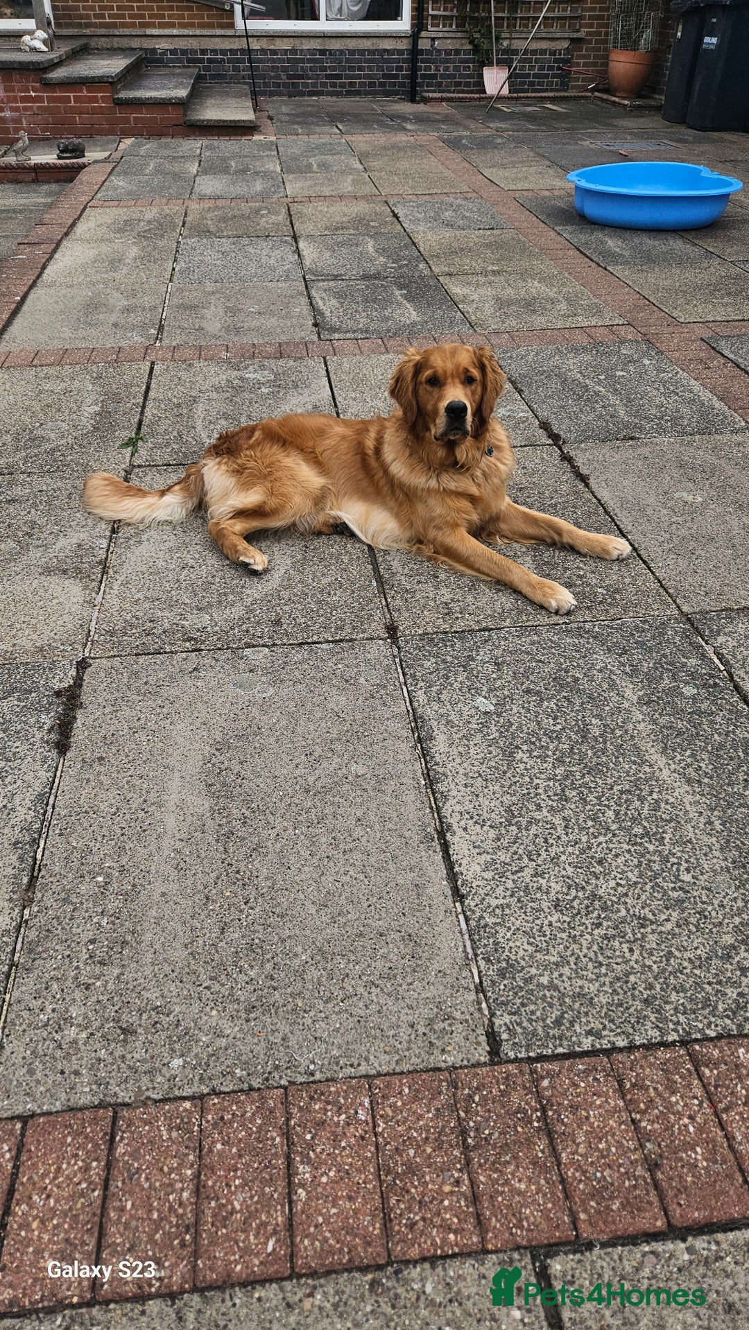 Golden Retriever dogs for stud: 2 dog for stud - Image 4
