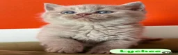 British Shorthair cats for sale: Rare Lilac, Cream & Blue Bicolour BSH kittens - Advert 13