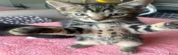 Mixed Breed cats for sale: 4 x Adorable Loving Kittens Ready NOW! - Advert 16