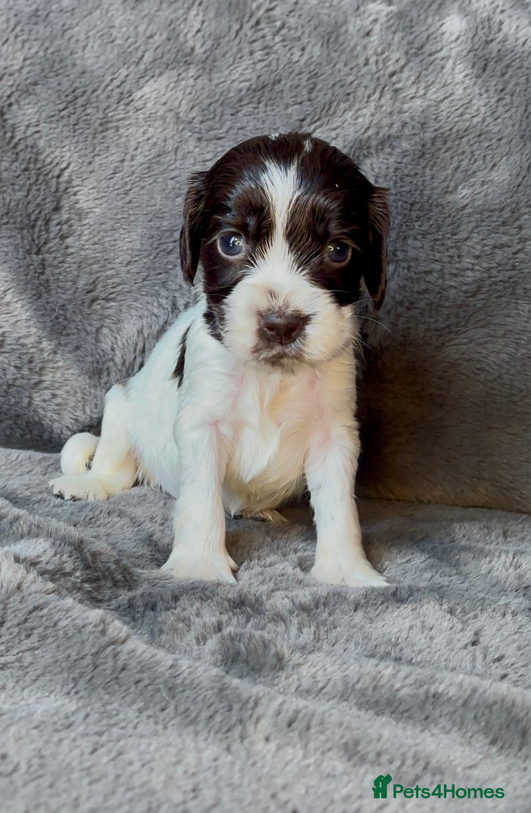 Cocker Spaniel dogs for sale: KC Show Type Cocker Spaniel Pups - Family Home  - Image 6