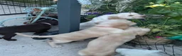 Cocker Spaniel dogs for sale: Stunning litter of home bred working cockers in Accrington - Advert 27