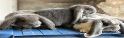 French Lop rabbits for sale: Stunning French lop babies  - Advert 16