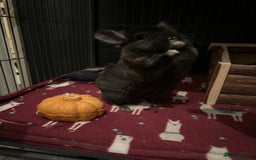 Chinchilla rodents for sale: Two gorgeous boys - Image 4