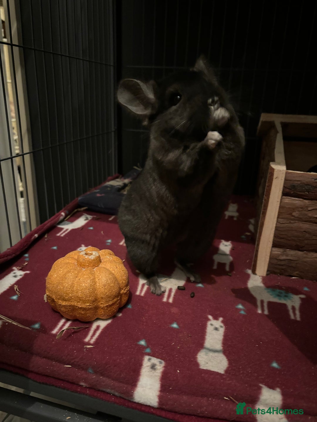 Chinchilla rodents for sale: Two gorgeous boys - Image 4