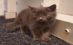 Mixed Breed cats for sale: 4 CUTE KITTENS FOR SALE! - Image 12