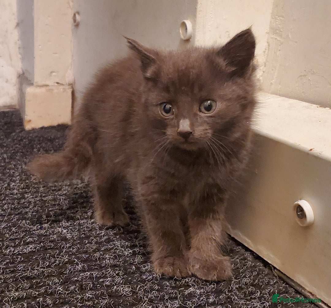 Mixed Breed cats for sale: 4 CUTE KITTENS FOR SALE! - Image 12