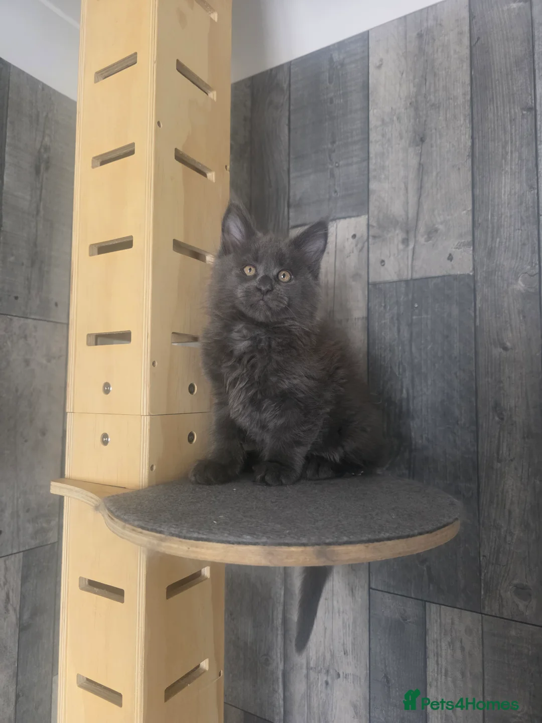 Maine Coon cats for sale: PURE MAINE COON - Advert 38