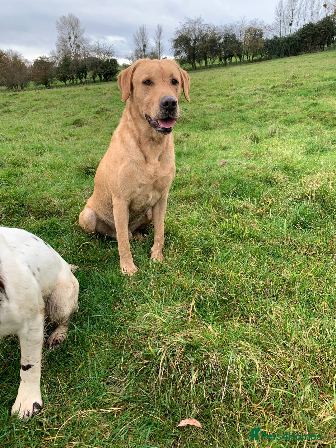 Labrador Retriever dogs for stud: Fully health Tested Labrador, Carrying Fox Red in Tewkesbury - Advert 13