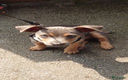 Jack Russell dogs for stud: DENZEL - Image 4