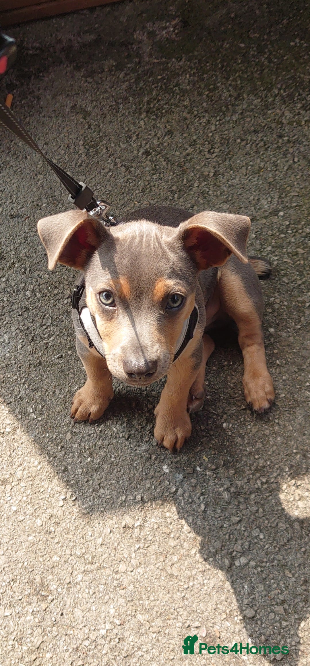 Jack Russell dogs for stud: DENZEL - Image 4