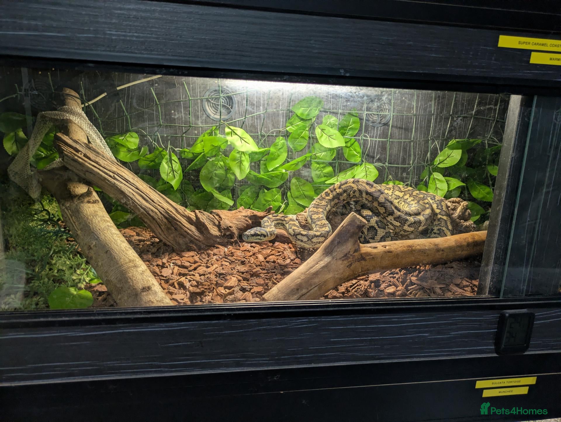 King Snake reptiles Various snakes for sale  - Advert 3