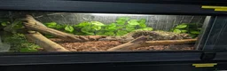 King Snake reptiles for sale: Various snakes for sale  - Advert 1