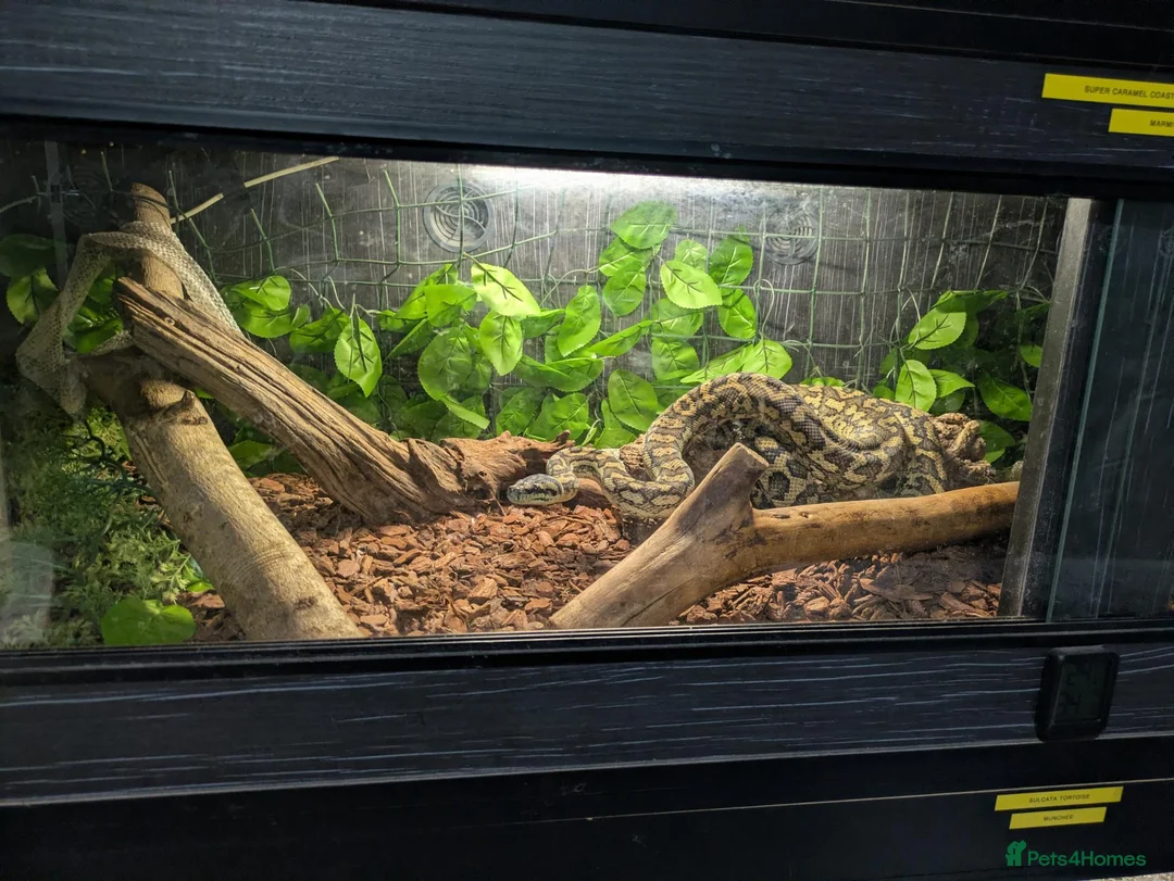 King Snake reptiles for sale: Various snakes for sale  - Advert 1