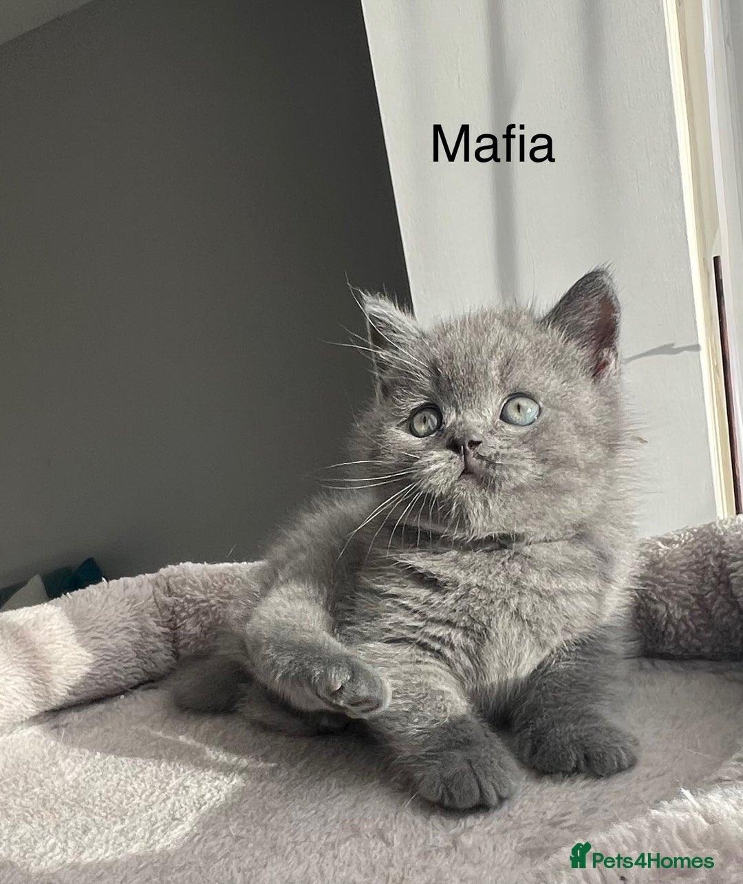 British Shorthair cats for sale: GCCF registered British Shorthair kittens  - Advert 26