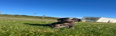 German Wirehaired Pointer 6
