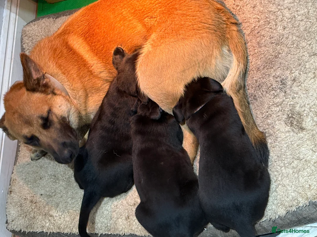 Mixed Breed dogs for sale: Beautiful friendly cane Corso crosses  - Advert 1