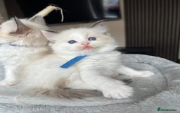Ragdoll cats for sale: Registered Ragdoll kitttens for sale - Image 21