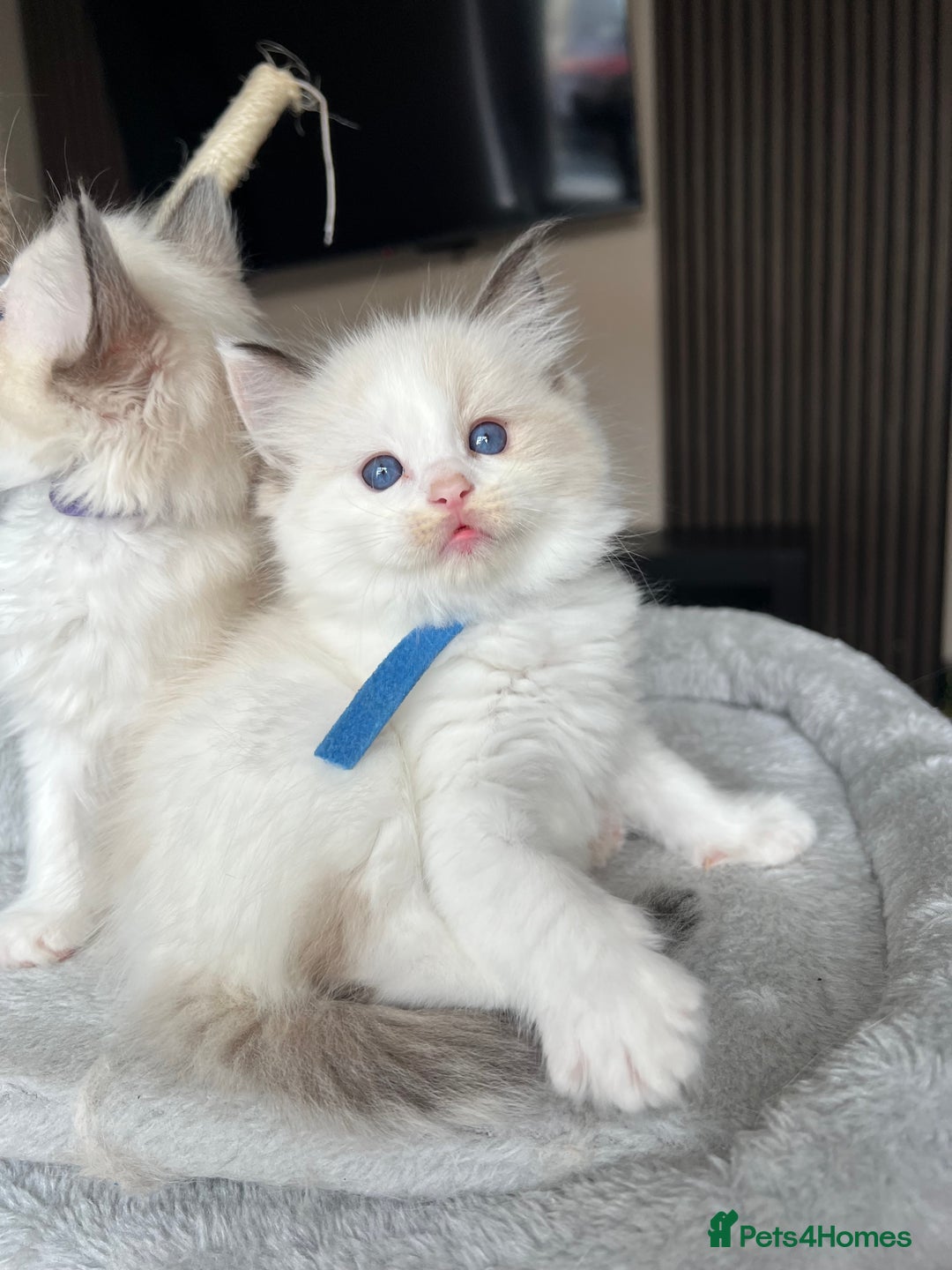 Ragdoll cats for sale: Registered Ragdoll kitttens for sale - Image 21