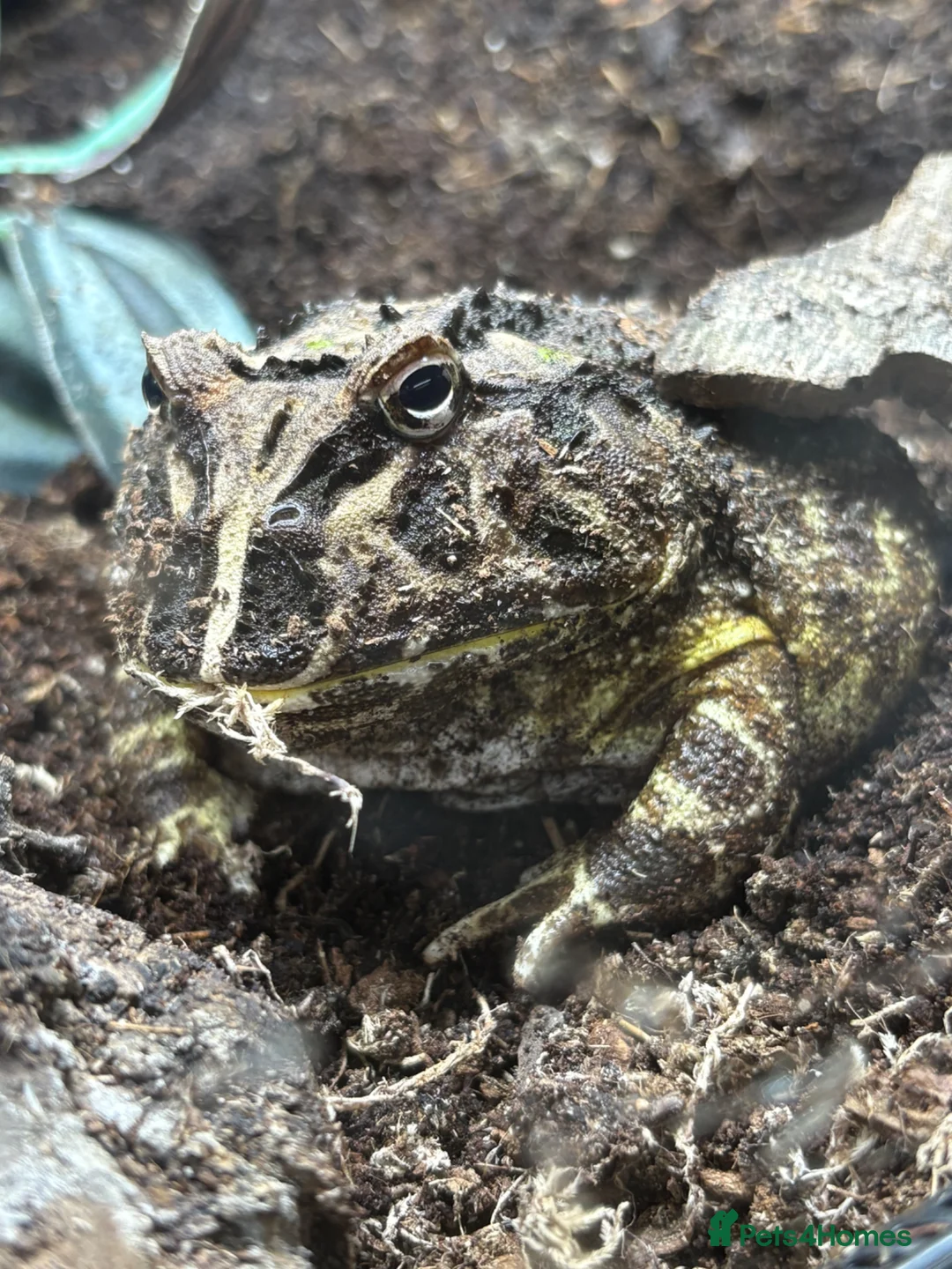 Frog reptiles for sale: Pac-Man frog and enclosure. - Advert 1