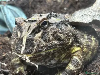 Frog reptiles Pac-Man frog and enclosure. - Advert 2