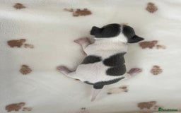 Chihuahua dogs for sale: 🐾gorgeous xs lilac & blue parti chihuahua pups🐾 - Image 6