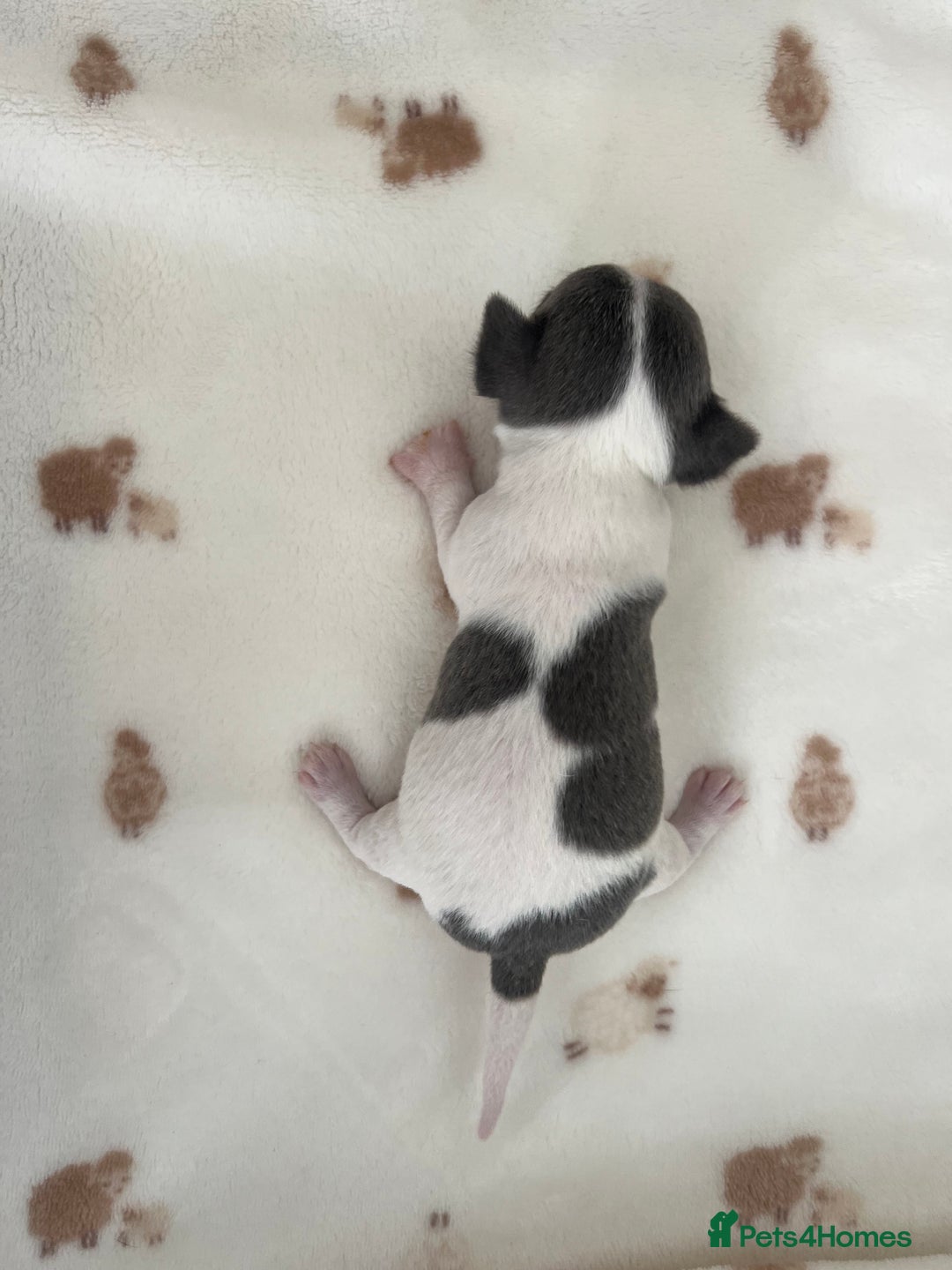 Chihuahua dogs for sale: 🐾gorgeous xs lilac & blue parti chihuahua pups🐾 - Image 6