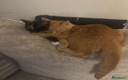 Domestic Shorthair cats for sale: Pumpkin 🎃 & Maple 🍁  - Image 3