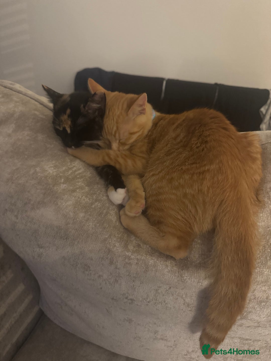 Domestic Shorthair cats for sale: Pumpkin 🎃 & Maple 🍁  - Image 3