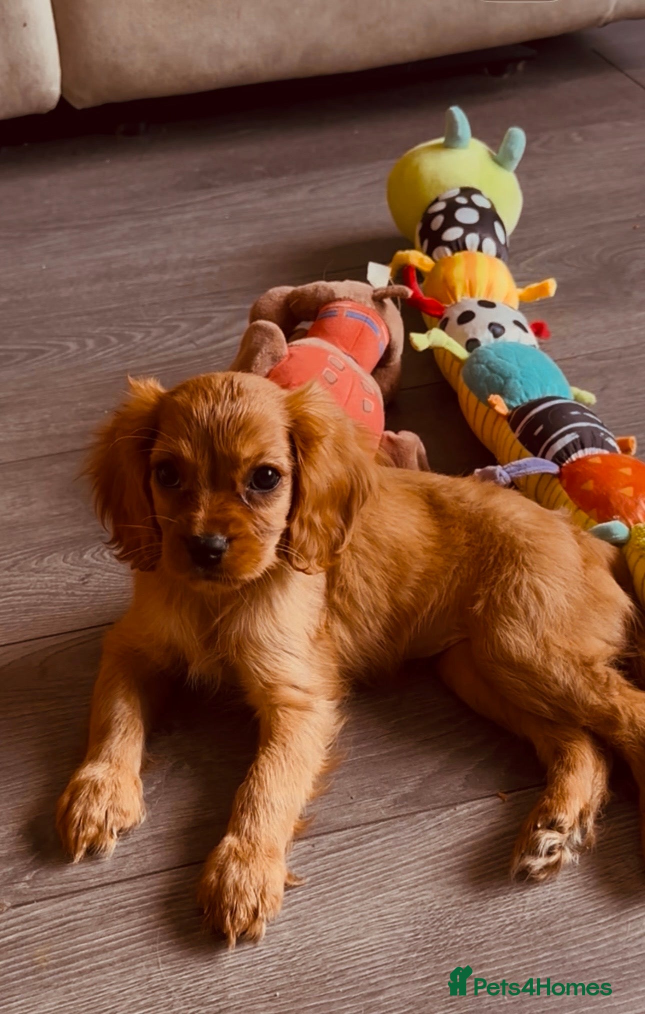Cavalier King Charles Spaniel dogs 9 WEEKS TODAY 2 RUBY GIRLS LEFT  - Advert 4