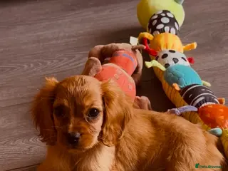 Cavalier King Charles Spaniel dogs 9 WEEKS TODAY 2 RUBY GIRLS LEFT - Advert 1